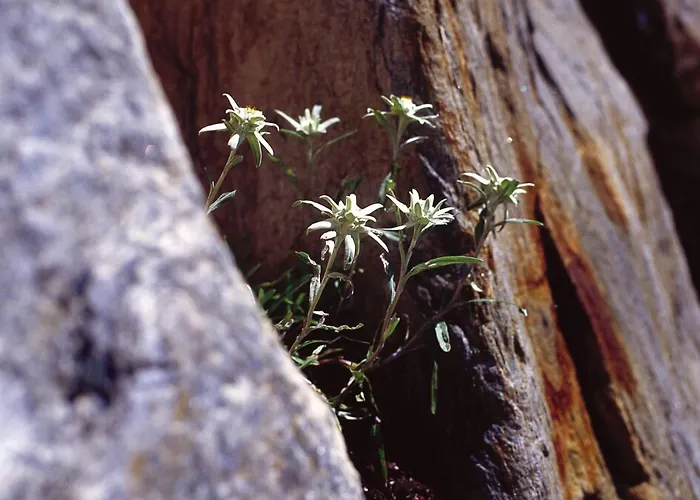 Hotel Rovanada Wellness & Bergnatur Vals