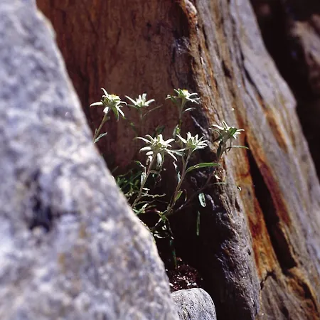 호텔 Rovanada Wellness & Bergnatur 발스